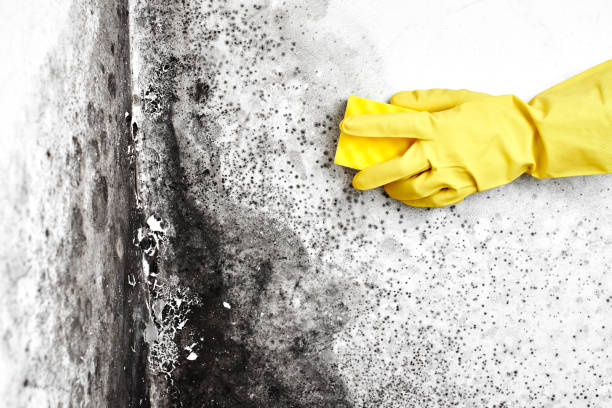 Best Black Mold Remediation in Morrow, OH