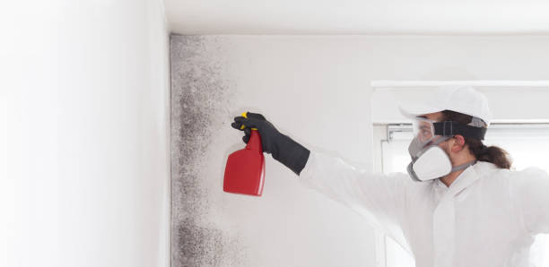 Best Post-Flood Mold Remediation in Morrow, OH