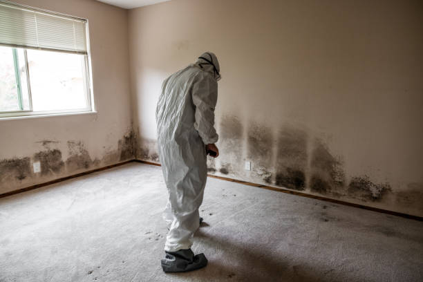 Best Crawl Space Mold Remediation in Morrow, OH